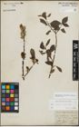 Foto von Salix myrsinifolia Salisb. x Salix phylicifolia L.